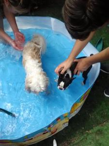 Get a paddling pool for the pups